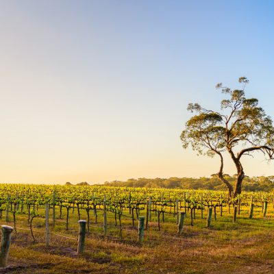 Onkaparinga River vineyard and a tree at sunset, South Australia